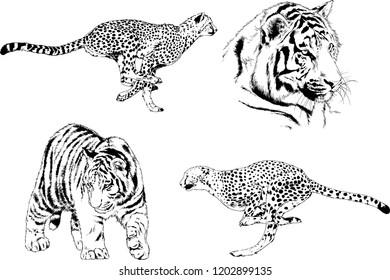 vector drawings sketches different predator , tigers lions cheetahs and leopards are drawn in ink by hand , objects with no background