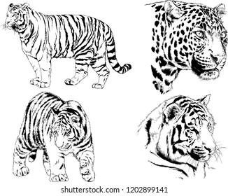 vector drawings sketches different predator , tigers lions cheetahs and leopards are drawn in ink by hand , objects with no background