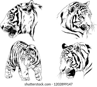 vector drawings sketches different predator , tigers lions cheetahs and leopards are drawn in ink by hand , objects with no background