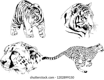 vector drawings sketches different predator , tigers lions cheetahs and leopards are drawn in ink by hand , objects with no background