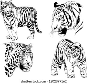 vector drawings sketches different predator , tigers lions cheetahs and leopards are drawn in ink by hand , objects with no background