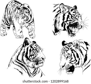 vector drawings sketches different predator , tigers lions cheetahs and leopards are drawn in ink by hand , objects with no background