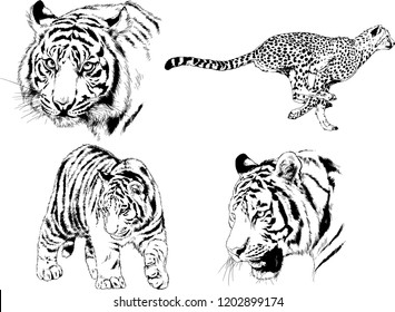 vector drawings sketches different predator , tigers lions cheetahs and leopards are drawn in ink by hand , objects with no background