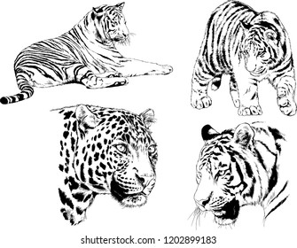 vector drawings sketches different predator , tigers lions cheetahs and leopards are drawn in ink by hand , objects with no background