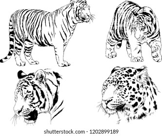 vector drawings sketches different predator , tigers lions cheetahs and leopards are drawn in ink by hand , objects with no background