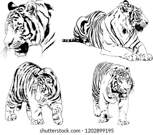 vector drawings sketches different predator , tigers lions cheetahs and leopards are drawn in ink by hand , objects with no background
