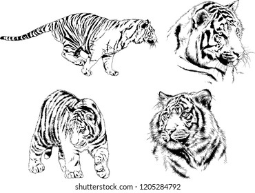 vector drawings sketches different predator , tigers lions cheetahs and leopards are drawn in ink by hand , objects with no background