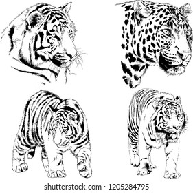 vector drawings sketches different predator , tigers lions cheetahs and leopards are drawn in ink by hand , objects with no background