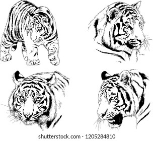vector drawings sketches different predator , tigers lions cheetahs and leopards are drawn in ink by hand , objects with no background