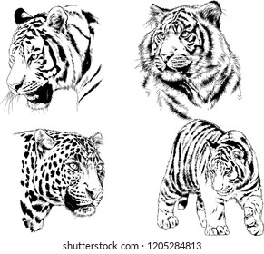 vector drawings sketches different predator , tigers lions cheetahs and leopards are drawn in ink by hand , objects with no background