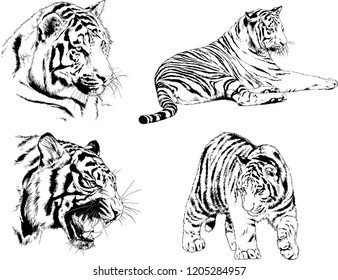 vector drawings sketches different predator , tigers lions cheetahs and leopards are drawn in ink by hand , objects with no background