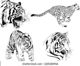 vector drawings sketches different predator , tigers lions cheetahs and leopards are drawn in ink by hand , objects with no background