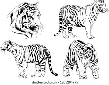 vector drawings sketches different predator , tigers lions cheetahs and leopards are drawn in ink by hand , objects with no background