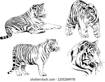vector drawings sketches different predator , tigers lions cheetahs and leopards are drawn in ink by hand , objects with no background