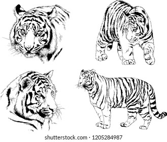 vector drawings sketches different predator , tigers lions cheetahs and leopards are drawn in ink by hand , objects with no background