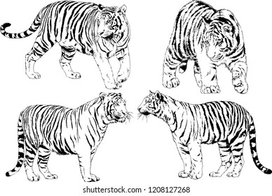 vector drawings sketches different predator , tigers lions cheetahs and leopards are drawn in ink by hand , objects with no background