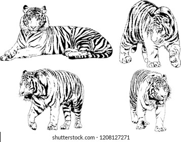 vector drawings sketches different predator , tigers lions cheetahs and leopards are drawn in ink by hand , objects with no background