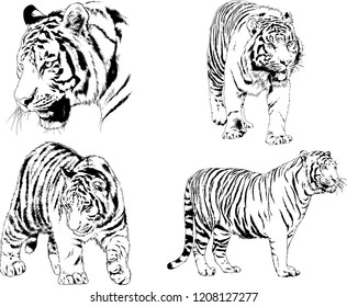 vector drawings sketches different predator , tigers lions cheetahs and leopards are drawn in ink by hand , objects with no background