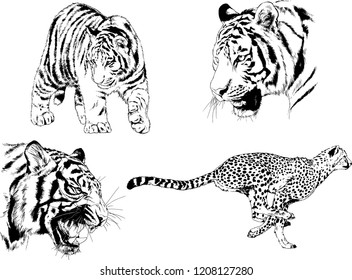 vector drawings sketches different predator , tigers lions cheetahs and leopards are drawn in ink by hand , objects with no background