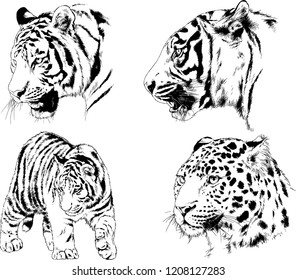 vector drawings sketches different predator , tigers lions cheetahs and leopards are drawn in ink by hand , objects with no background