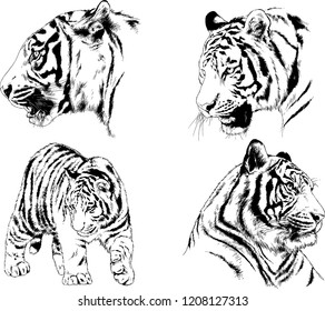 vector drawings sketches different predator , tigers lions cheetahs and leopards are drawn in ink by hand , objects with no background
