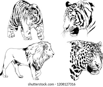 vector drawings sketches different predator , tigers lions cheetahs and leopards are drawn in ink by hand , objects with no background