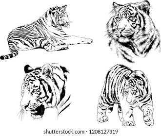 vector drawings sketches different predator , tigers lions cheetahs and leopards are drawn in ink by hand , objects with no background