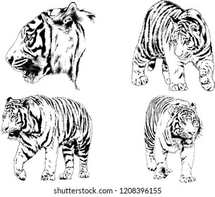 vector drawings sketches different predator , tigers lions cheetahs and leopards are drawn in ink by hand , objects with no background