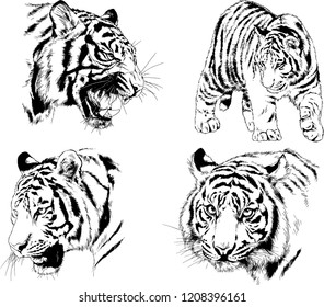 vector drawings sketches different predator , tigers lions cheetahs and leopards are drawn in ink by hand , objects with no background