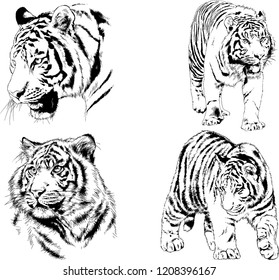 vector drawings sketches different predator , tigers lions cheetahs and leopards are drawn in ink by hand , objects with no background