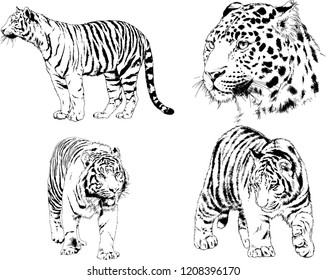 vector drawings sketches different predator , tigers lions cheetahs and leopards are drawn in ink by hand , objects with no background