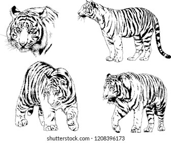 vector drawings sketches different predator , tigers lions cheetahs and leopards are drawn in ink by hand , objects with no background