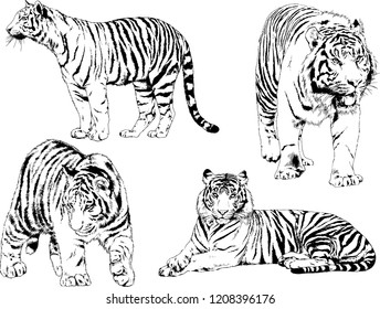 vector drawings sketches different predator , tigers lions cheetahs and leopards are drawn in ink by hand , objects with no background
