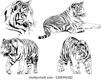 vector drawings sketches different predator , tigers lions cheetahs and leopards are drawn in ink by hand , objects with no background