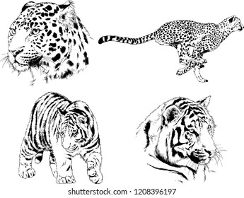 vector drawings sketches different predator , tigers lions cheetahs and leopards are drawn in ink by hand , objects with no background