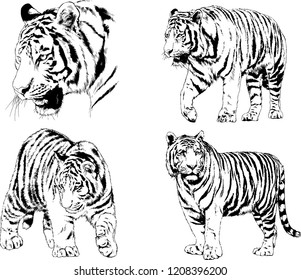 vector drawings sketches different predator , tigers lions cheetahs and leopards are drawn in ink by hand , objects with no background
