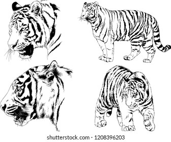 vector drawings sketches different predator , tigers lions cheetahs and leopards are drawn in ink by hand , objects with no background