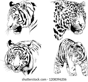 vector drawings sketches different predator , tigers lions cheetahs and leopards are drawn in ink by hand , objects with no background