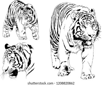 vector drawings sketches different predator , tigers lions cheetahs and leopards are drawn in ink by hand , objects with no background
