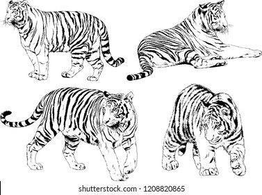 vector drawings sketches different predator , tigers lions cheetahs and leopards are drawn in ink by hand , objects with no background