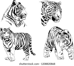 vector drawings sketches different predator , tigers lions cheetahs and leopards are drawn in ink by hand , objects with no background