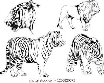 vector drawings sketches different predator , tigers lions cheetahs and leopards are drawn in ink by hand , objects with no background