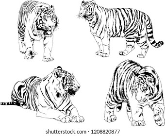 vector drawings sketches different predator , tigers lions cheetahs and leopards are drawn in ink by hand , objects with no background