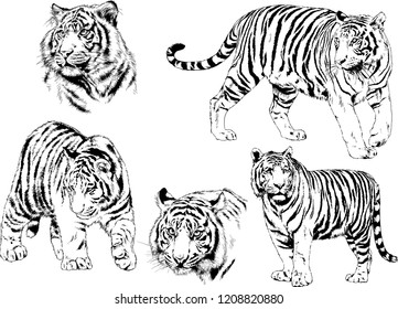 vector drawings sketches different predator , tigers lions cheetahs and leopards are drawn in ink by hand , objects with no background