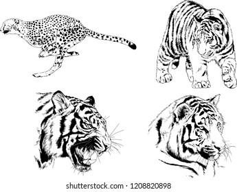 vector drawings sketches different predator , tigers lions cheetahs and leopards are drawn in ink by hand , objects with no background