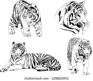 vector drawings sketches different predator , tigers lions cheetahs and leopards are drawn in ink by hand , objects with no background
