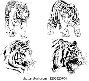 vector drawings sketches different predator , tigers lions cheetahs and leopards are drawn in ink by hand , objects with no background