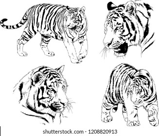 vector drawings sketches different predator , tigers lions cheetahs and leopards are drawn in ink by hand , objects with no background