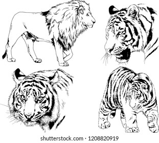 vector drawings sketches different predator , tigers lions cheetahs and leopards are drawn in ink by hand , objects with no background