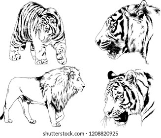 vector drawings sketches different predator , tigers lions cheetahs and leopards are drawn in ink by hand , objects with no background